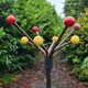 Atomic coat rack in metal and wooden balls / 1950s