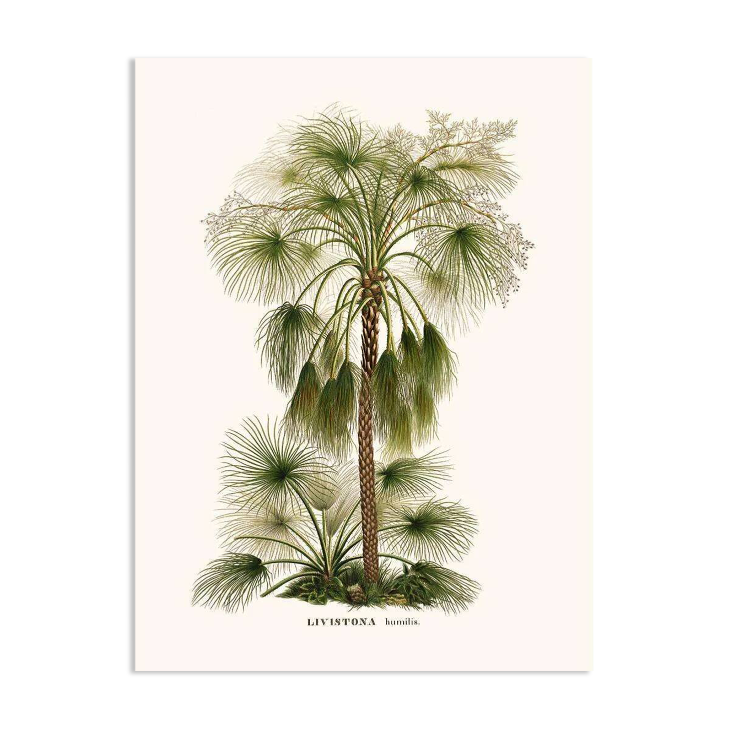 Vintage botanical illustration of Livistona humilis palm.