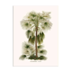 Vintage botanical illustration of Livistona humilis palm.