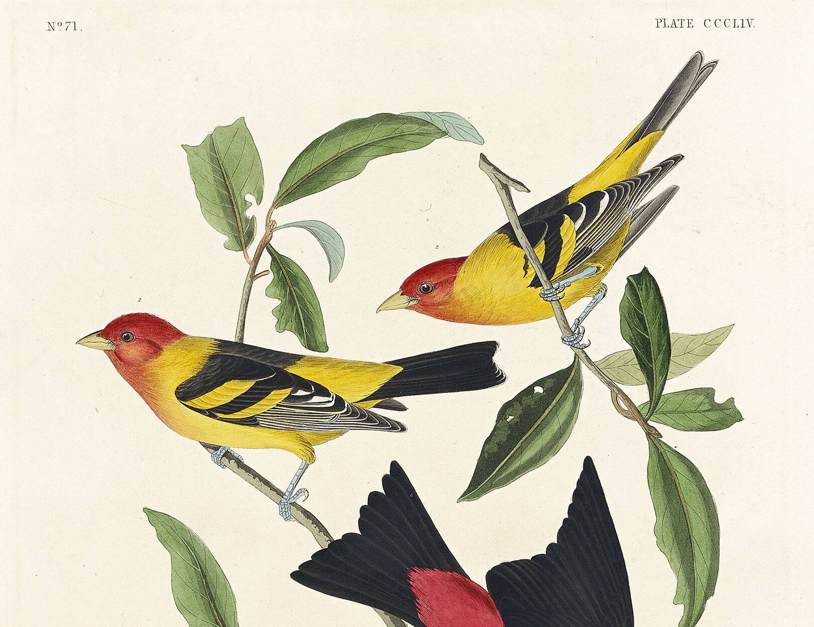 Poster about the Scarlet Tanager, based on an old engraving from 1827.
