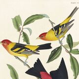 Poster about the Scarlet Tanager, based on an old engraving from 1827.
