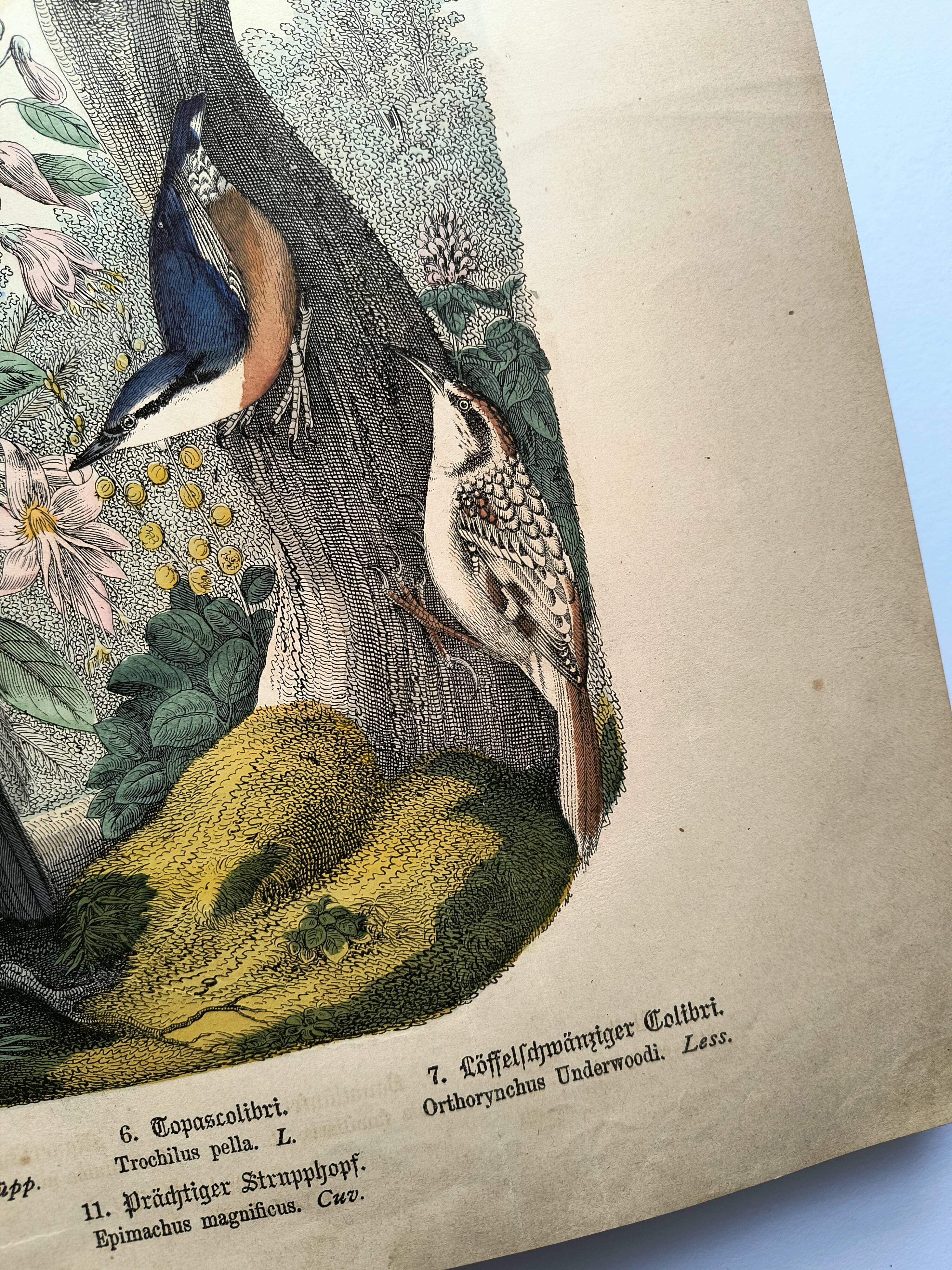 Old engraving from 1886 - Tropical and exotic birds - vintage plate