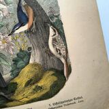 Old engraving from 1886 - Tropical and exotic birds - vintage plate