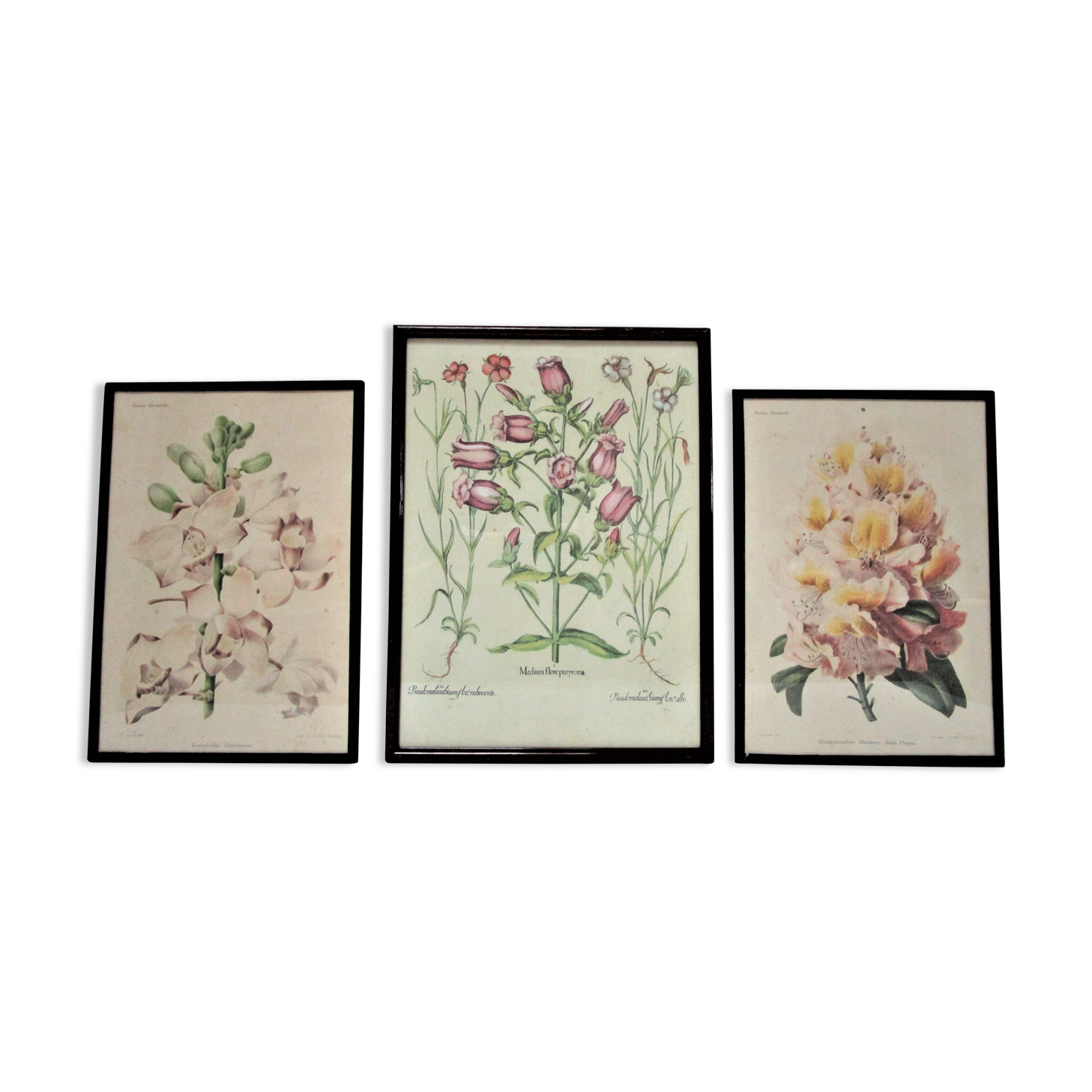 Trois planches botaniques encadrées orchidée rhododendron campanule médium vintage