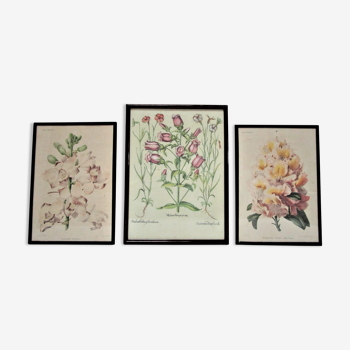 Three botanical boards framed orchid rhododendron campanule vintage medium