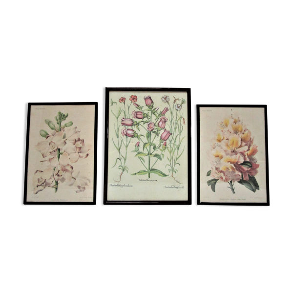 Trois planches botaniques encadrées orchidée rhododendron campanule médium vintage — Beyit