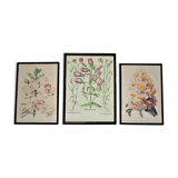 Trois planches botaniques encadrées orchidée rhododendron campanule médium vintage