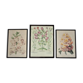 Trois planches botaniques encadrées orchidée rhododendron campanule médium vintage
