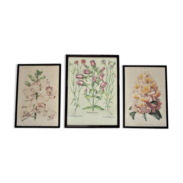 Three botanical boards framed orchid rhododendron campanule vintage medium