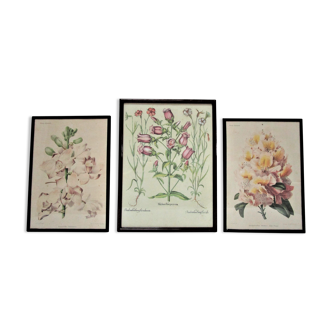 Three botanical boards framed orchid rhododendron campanule vintage medium