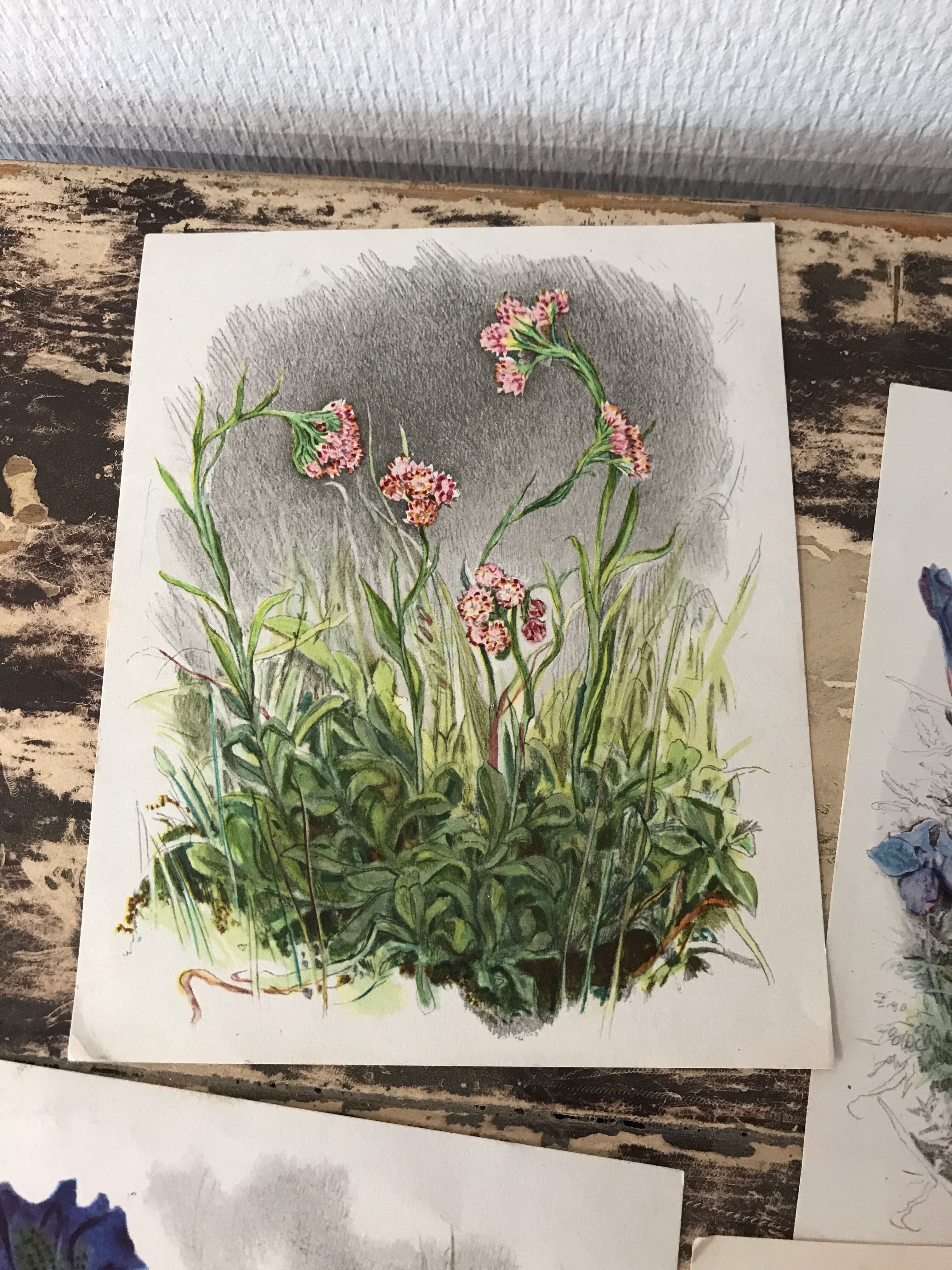 Ancient botanical illustration