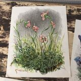 Ancient botanical illustration