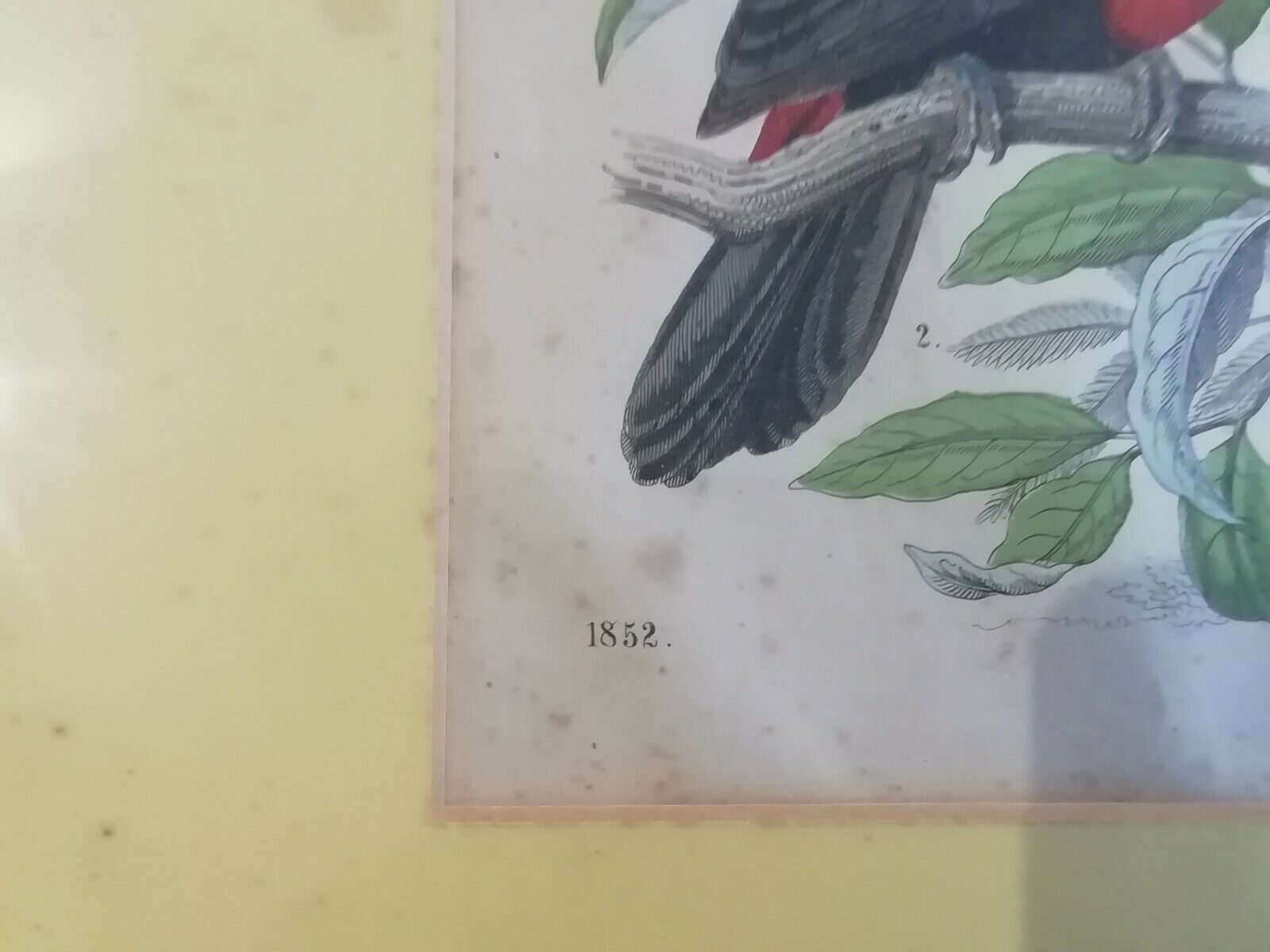 Gravure oiseaux 1852