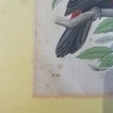 Gravure oiseaux 1852