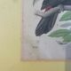 Engraving birds 1852
