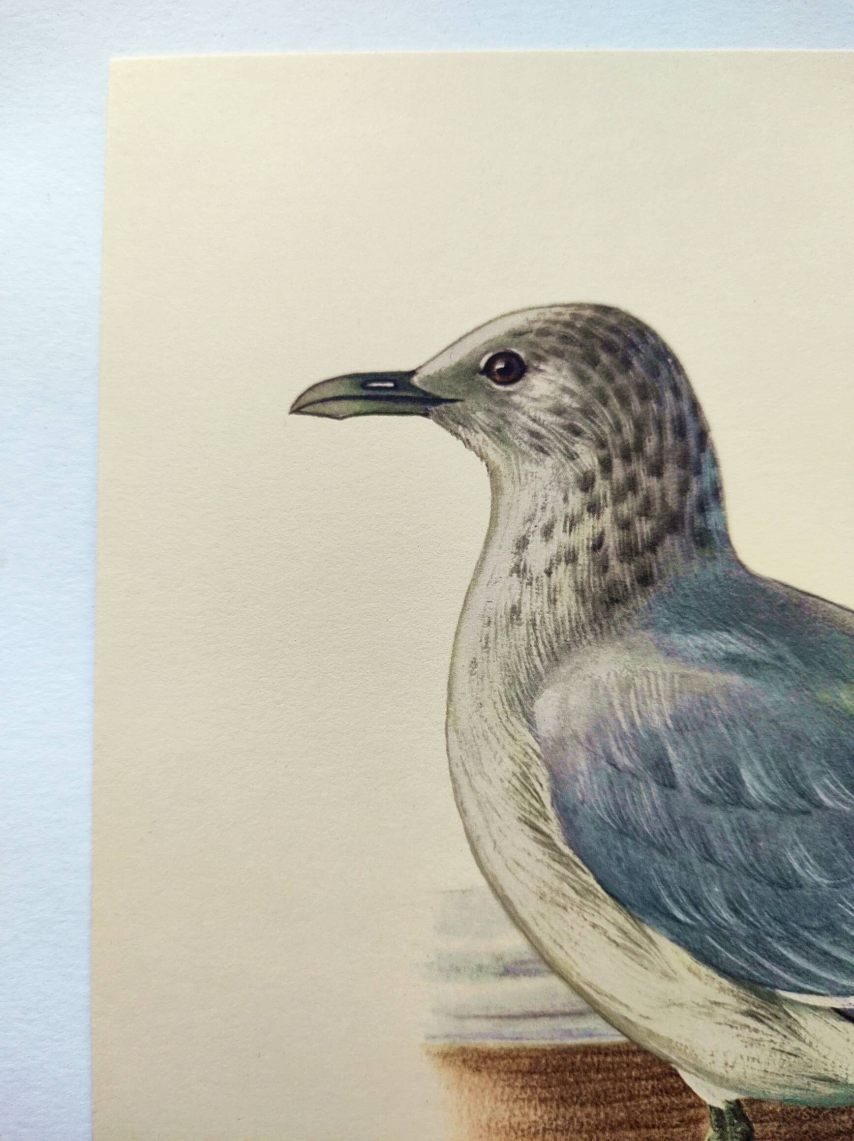 Vintage Bird Illustration 1960s - Common Gull - Natural Plate