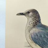 Vintage Bird Illustration 1960s - Common Gull - Natural Plate