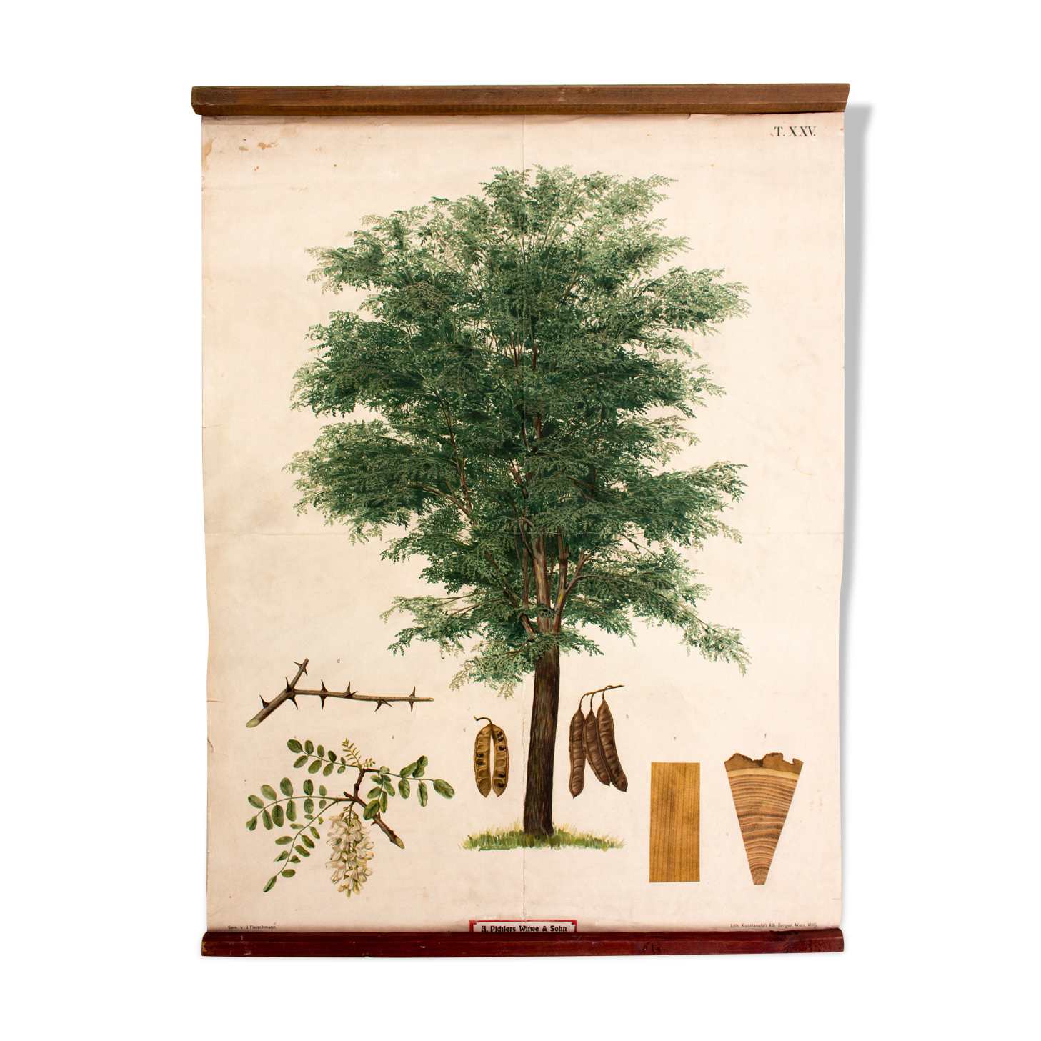 Displays educational Maple 1879