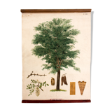 Displays educational Maple 1879