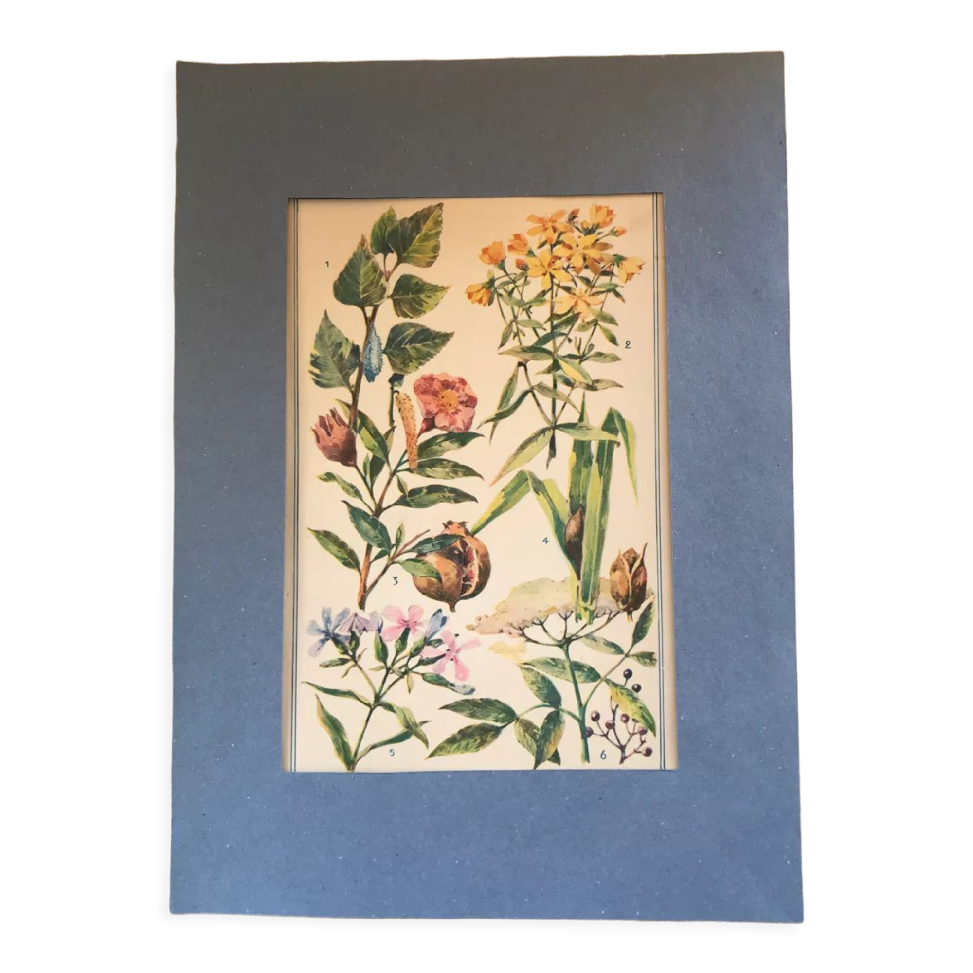Planche vintage originale fleurs/botanique