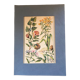 Planche vintage originale fleurs/botanique