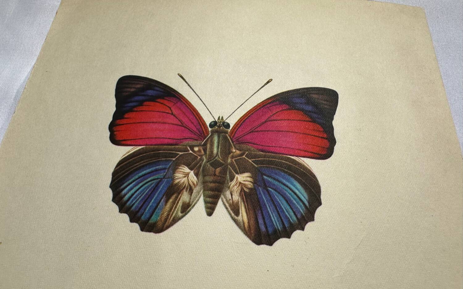 Antique butterfly engraving vintage botanical plate naturalist etching