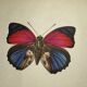 Old butterfly engraving vintage botanical plate etching naturalistic