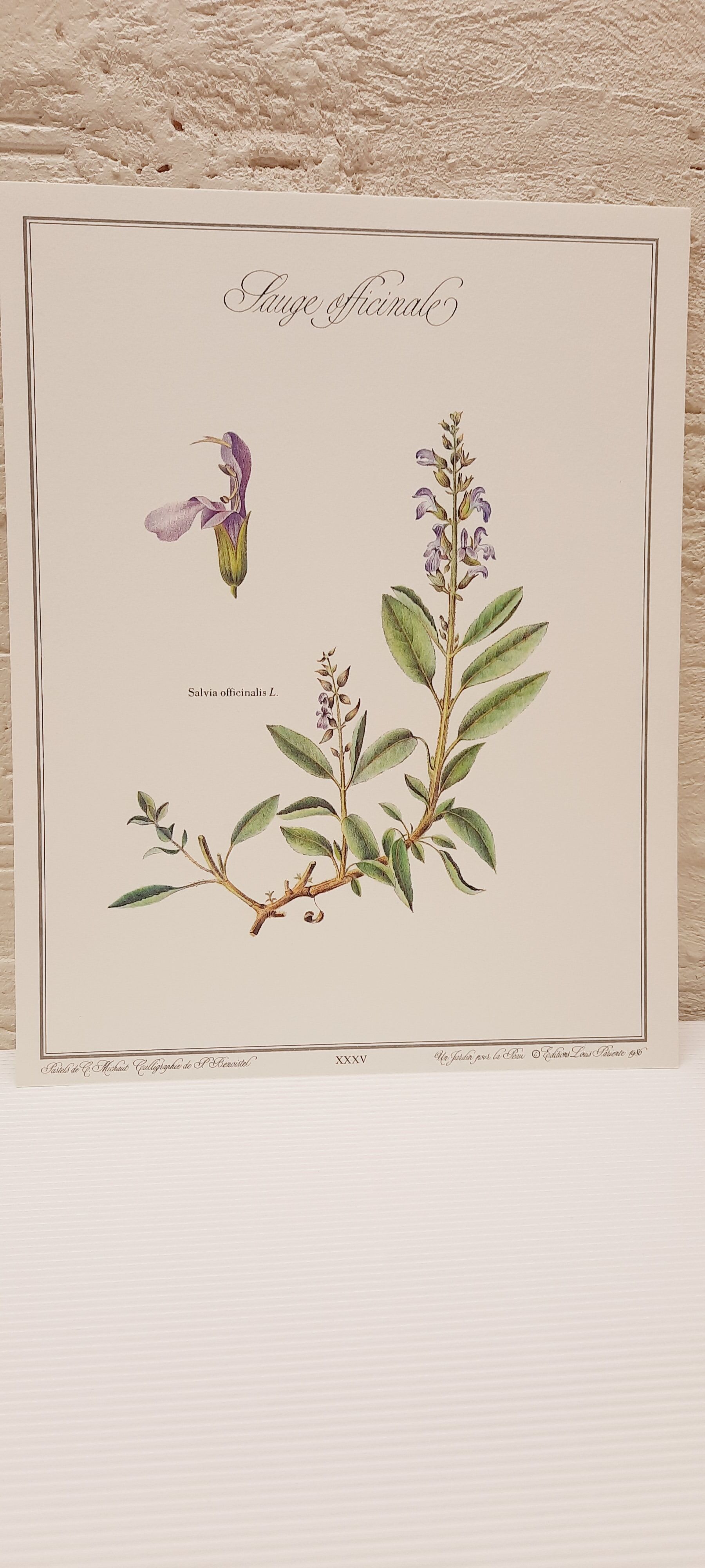 Botanical board Sage Officinale