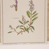 Botanical board Sage Officinale
