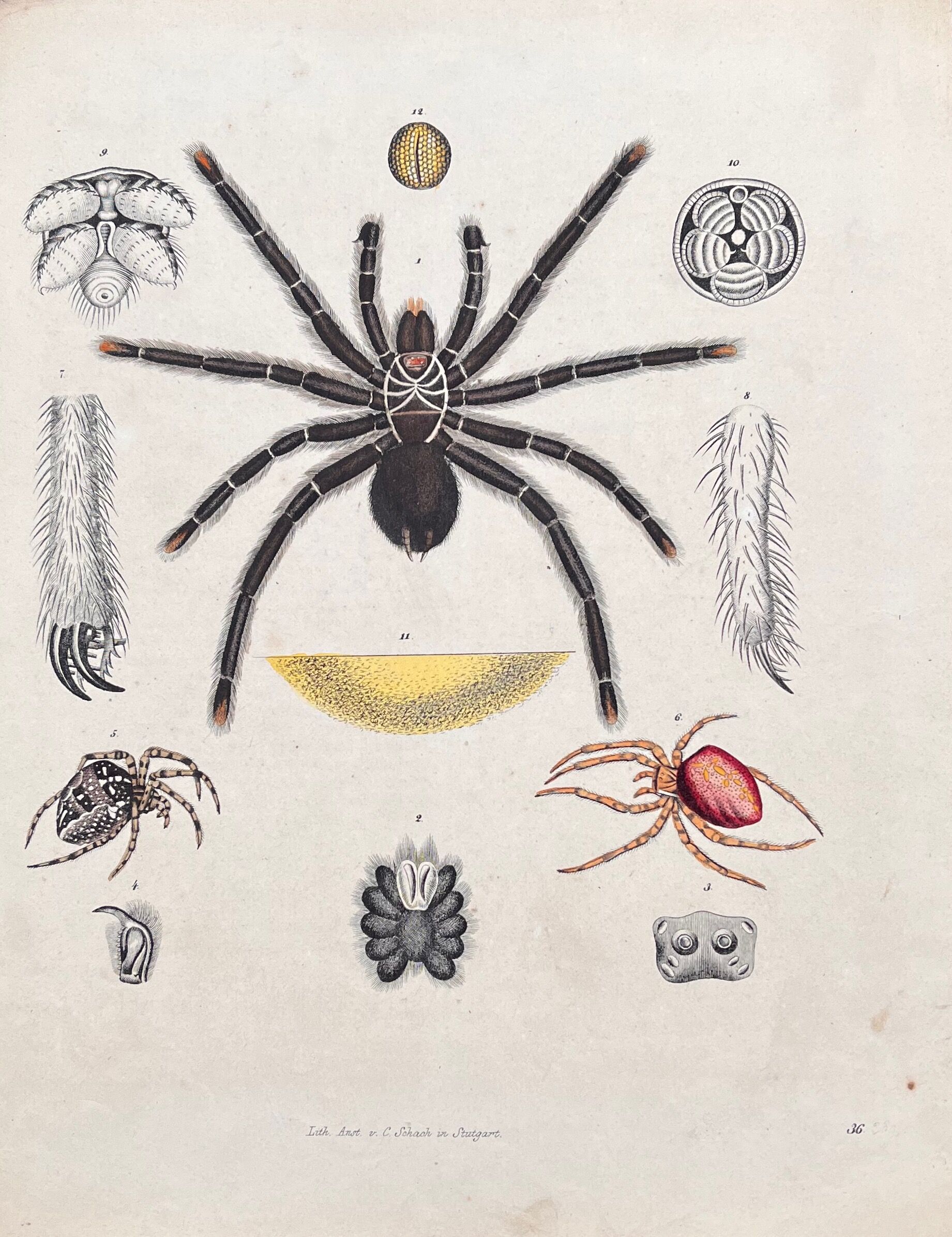 Poster (lithograph) spiders