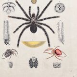 Poster (lithograph) spiders
