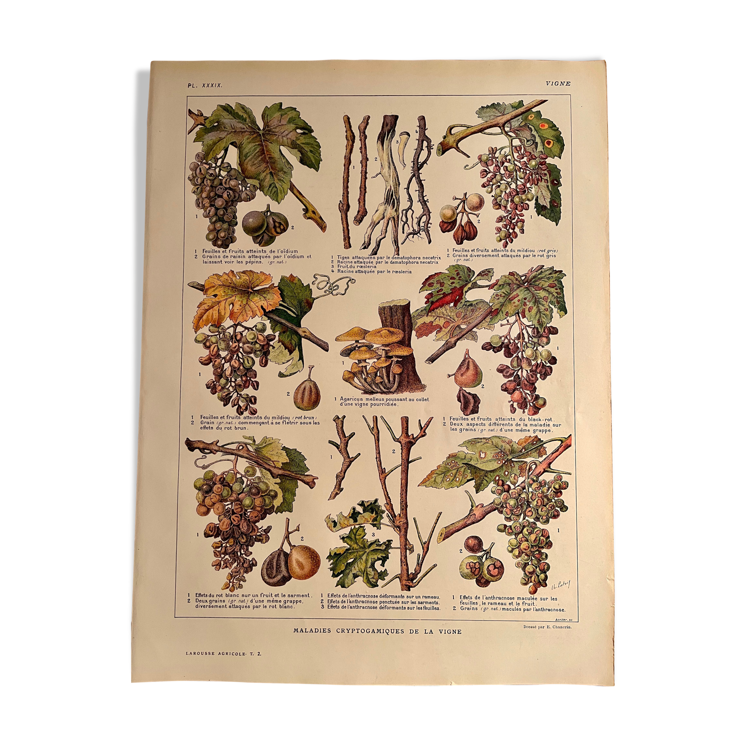 Lithographie sur la vigne de 1921 (XXIX)