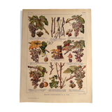 Lithograph on the vine of 1921 (XXIX)