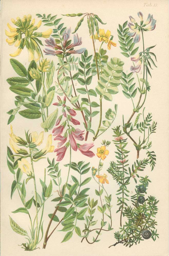 Botanical plate 1906: phaque des frimas, oxtropis montana, coronilla, etc (17)