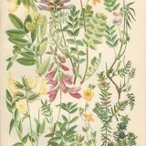Botanical plate 1906: phaque des frimas, oxtropis montana, coronilla, etc (17)