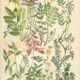Botanical plate 1906: phaque des frimas, oxtropis montana, coronilla, etc (17)