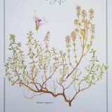 Printed in 1995, the Thyme. Vintage Botany.