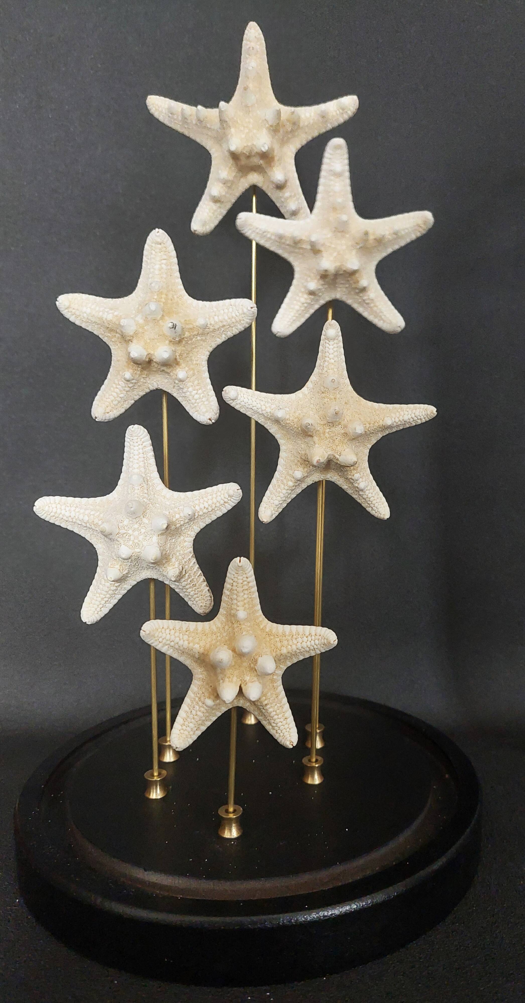 Cabinet de Curiosités globe aux étoiles de mer protoreaster nodosus