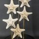 Cabinet de Curiosités globe aux étoiles de mer protoreaster nodosus