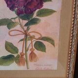 The Tuscan rose vintage illustration