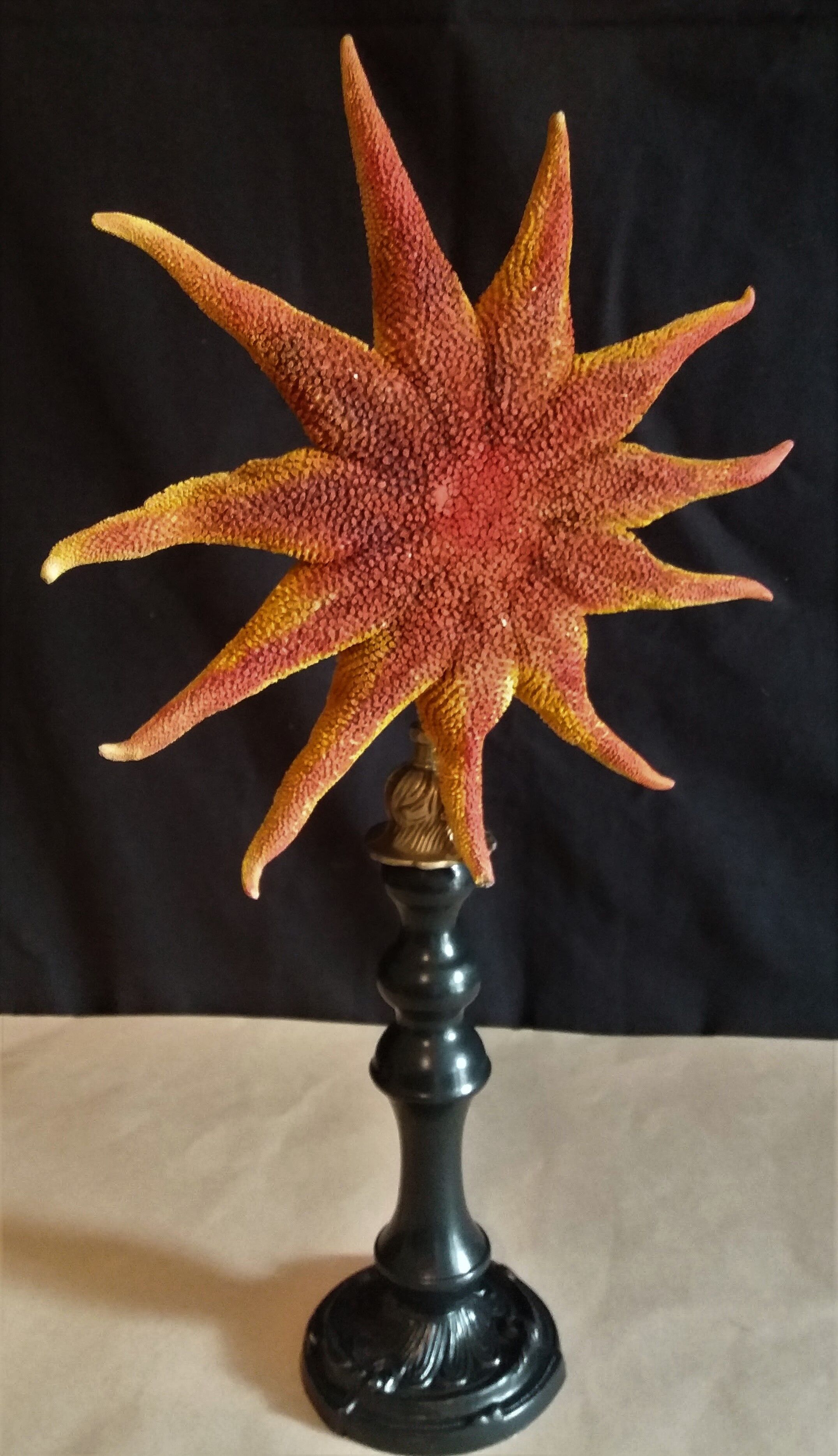 Starfish solaster dawsoni