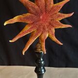 Starfish solaster dawsoni