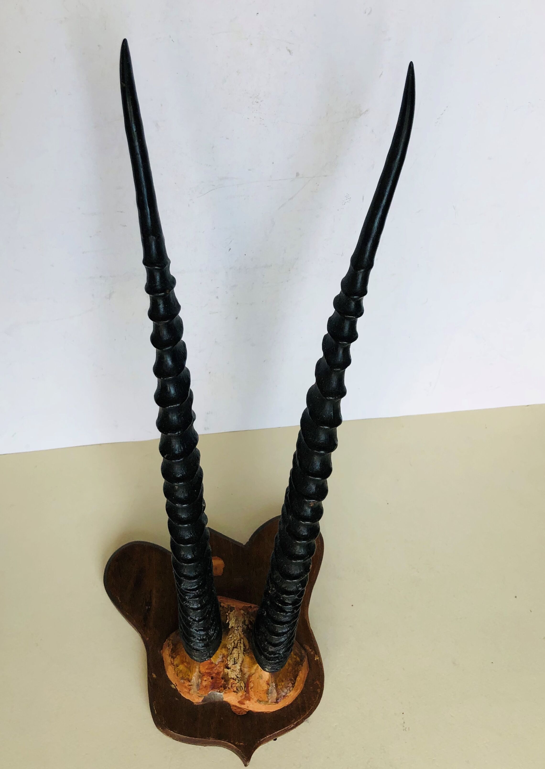 Gazelle horns on wooden support