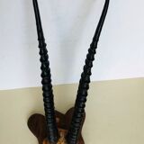 Gazelle horns on wooden support