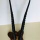 Gazelle horns on wooden support