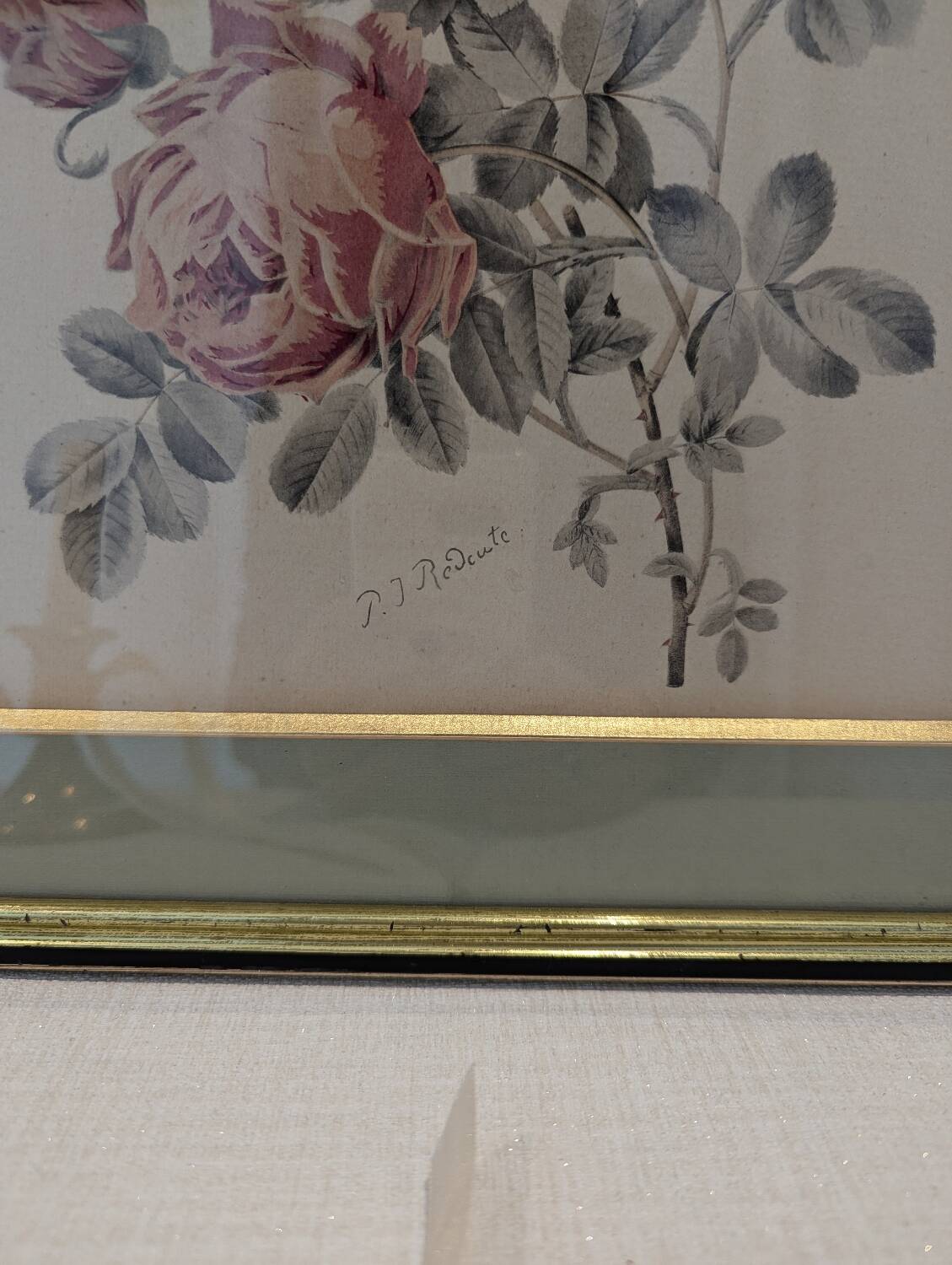 Botanical plate PJ Redouté