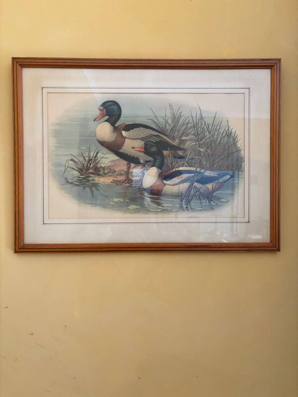 3 estampes canards et perdreaux