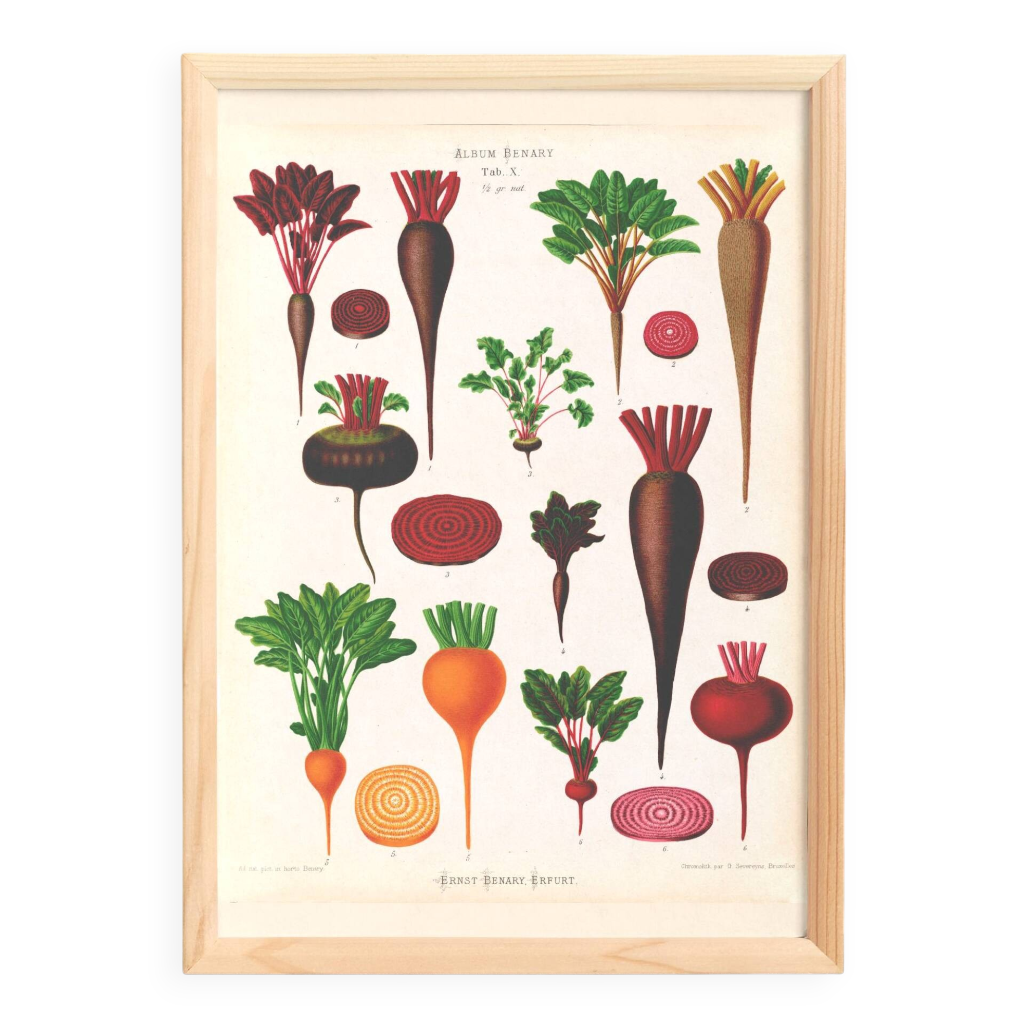 Poster about beets, based on an old engraving from 1886.