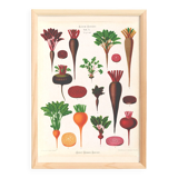 Poster about beets, based on an old engraving from 1886.