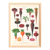 Poster about beets, based on an old engraving from 1886.